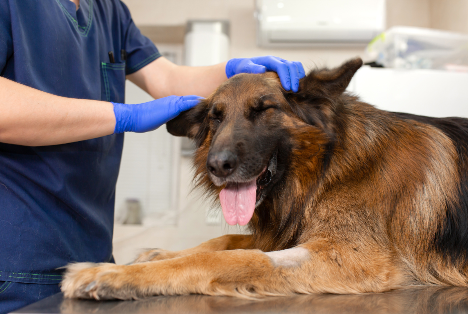 vlčiaka a veterinár